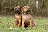 RODESIAN RIDGEBACK 200